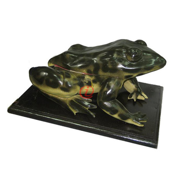 Mô hình con Ếch (CSSH2071)